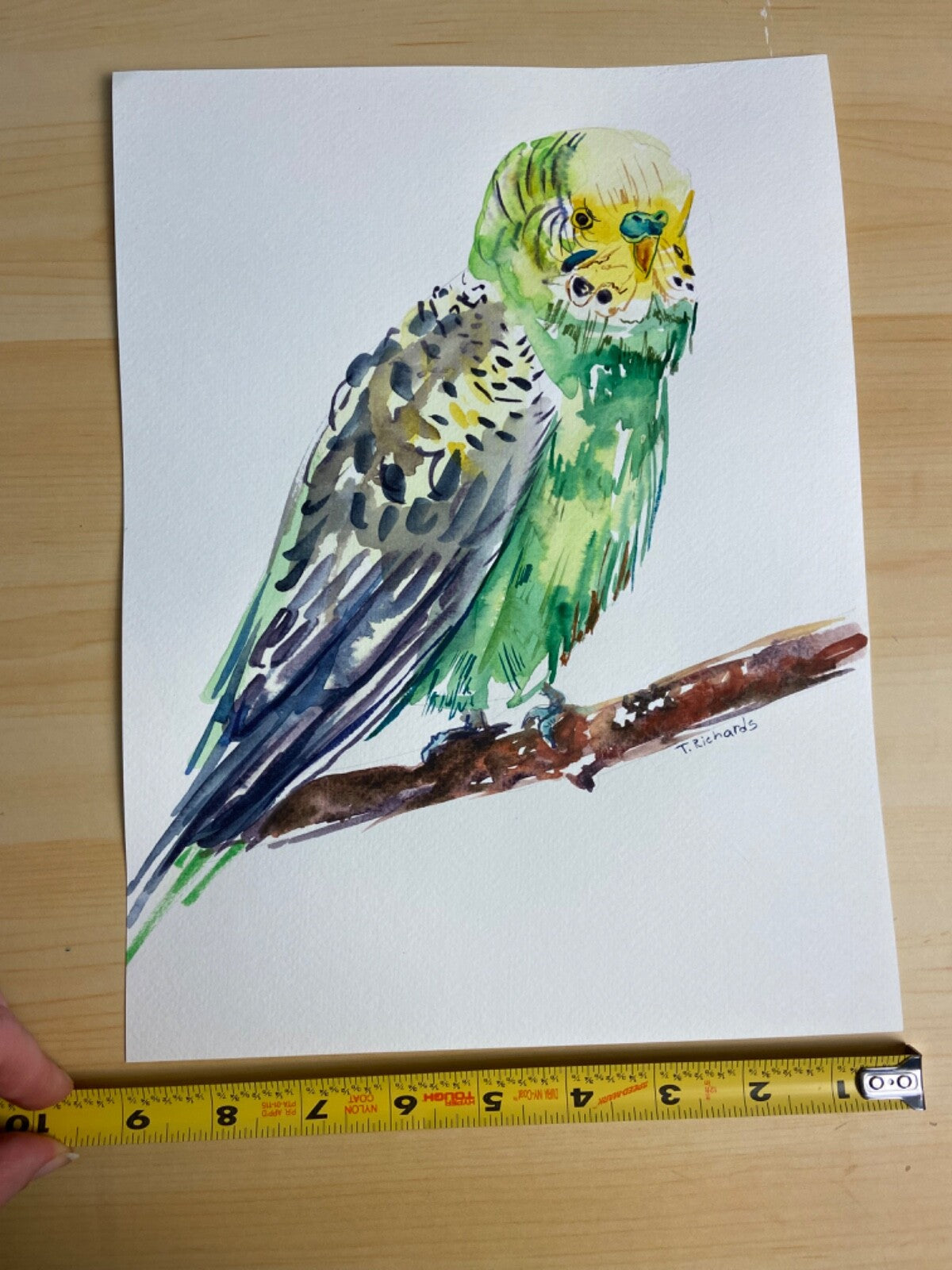 ORIGINAL art watercolor painting Parakeet parrot bird pet artwork 9x12”