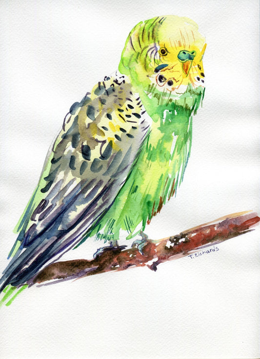 ORIGINAL art watercolor painting Parakeet parrot bird pet artwork 9x12”