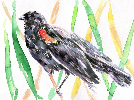 Watercolor Painting ORIGINAL Art Red-winged blackbird Bird Wall Art 6x8"